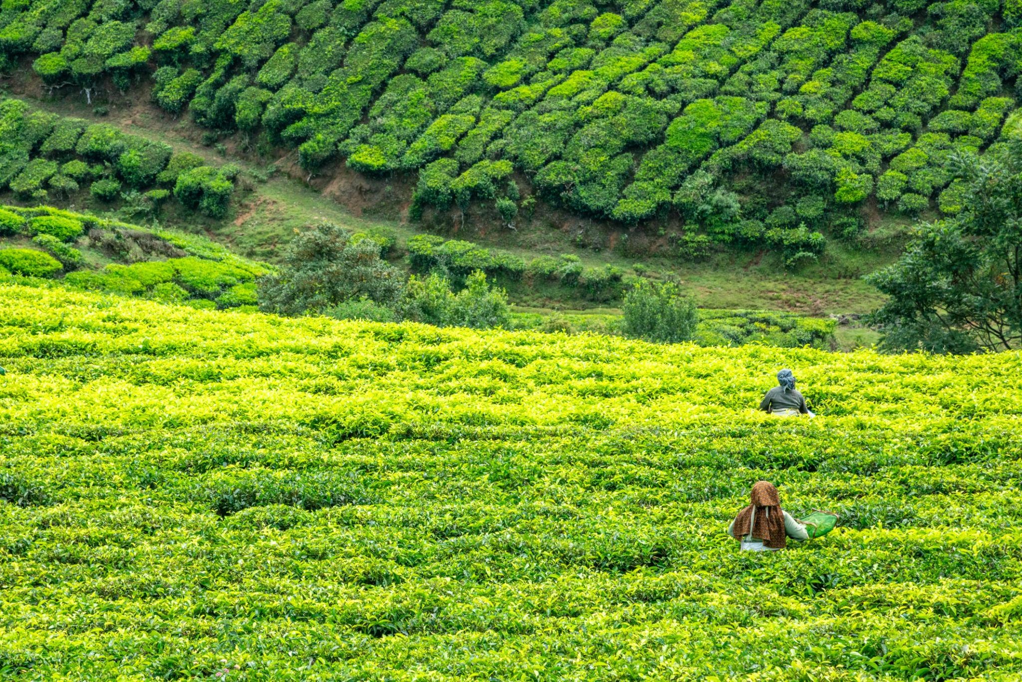 Agriculture & Forestry